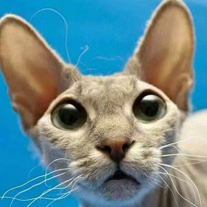 金庸群侠传
