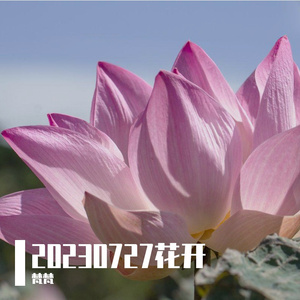 大王