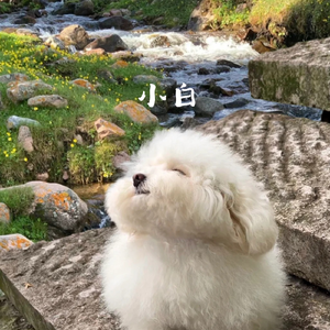 小白(我未似从前幼稚)