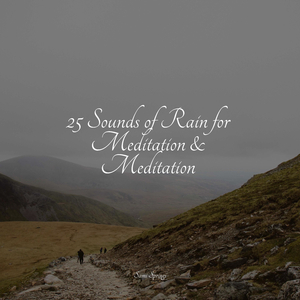 Forest, Evening, Calm, Birds