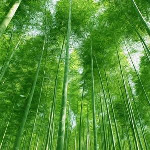 竹林---中国风New wave