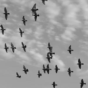 The bad seed（翻自 ＴＲＡ＄Ｈ）