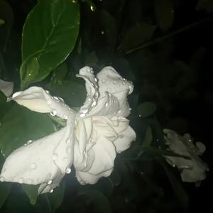 栀子花（pord by Gr33nart Beats）