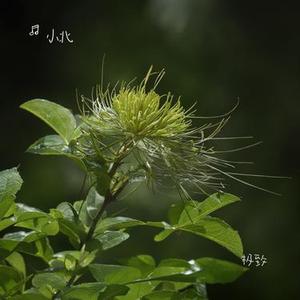 极致