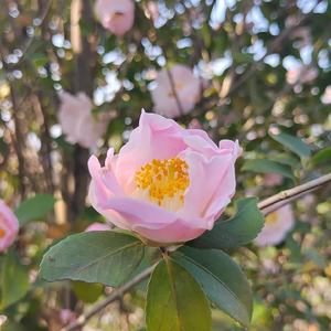 先说爱的先放下