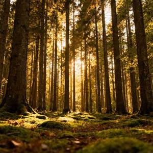 遗憾化作晚风 (Cover 南极星)