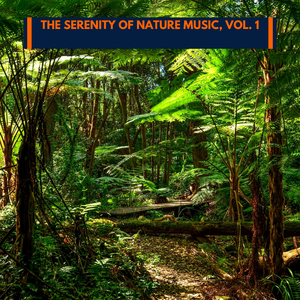 Noise Of Stream At Forest