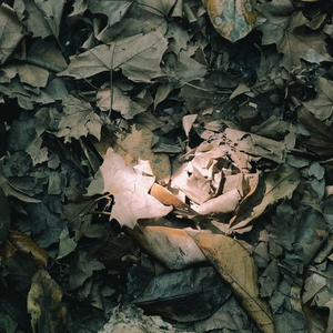 我想变（prod.白昼星BZX）