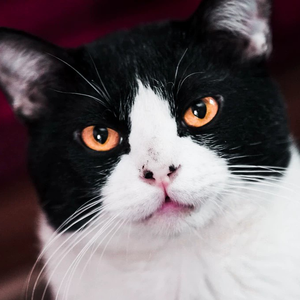 Refrain 钢琴（翻自 Aimer）