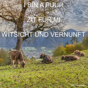 Witsicht und Vernunft