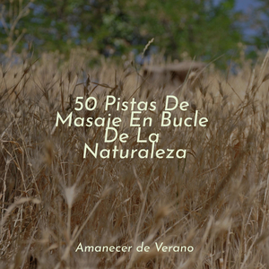 Sinfonía de Polvo de Estrellas Fugaces