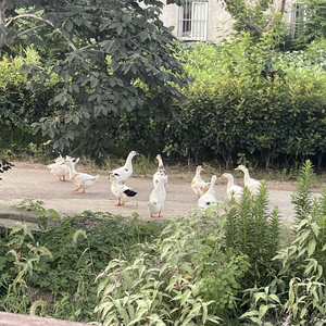 即兴演奏--阿拉泰的狂欢.mp3