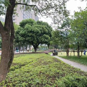 风拂深秋银杏叶的梦幻之舞