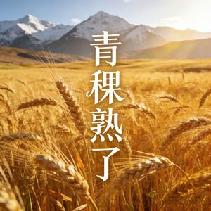 青稞熟了