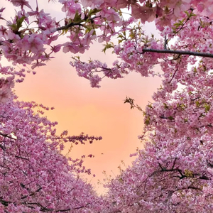 同年老家（热播女声版）