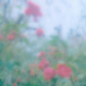 Glade Guardian