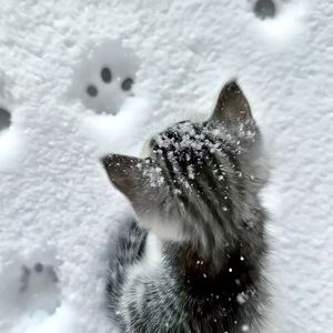 没等到下雪的冬季