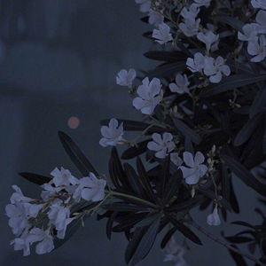 子不语·罗刹鸟