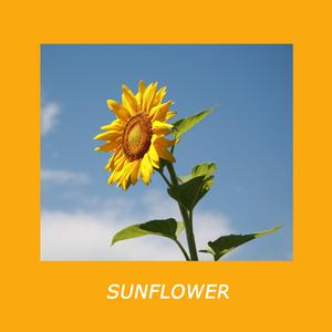 向日葵 Sun Flower