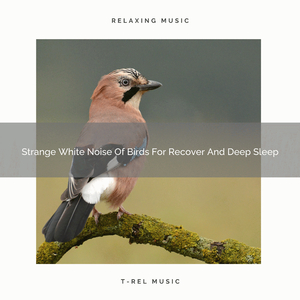 Whispering Tones Of Tweets For Relax And Come Back