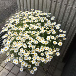 云巽-整曲 伴奏