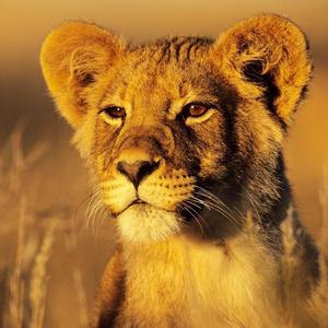 动物世界【片尾曲】