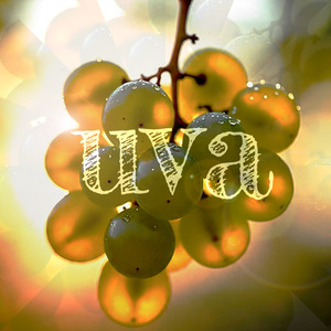 Uva