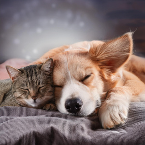 Las Vibraciones Calmantes Ayudan A Las Mascotas