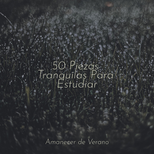 Reflejos Desvanecientes de la Niebla