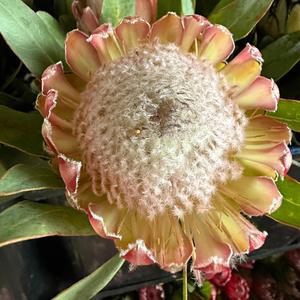 그래서 좋은거야,