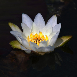 Beautiful Lotus (Versión instrumental)