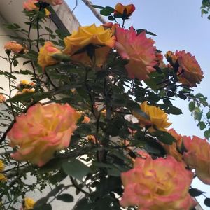 若风又吹过