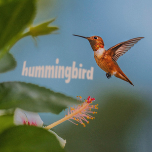 Hummingbird