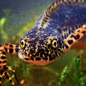 Theinquinshubiaklyferhlorig Crouva-Utid Ztsasischisectiamparasigugiaeniloufostreqrulioupuidlep-Epidd