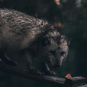 晚安