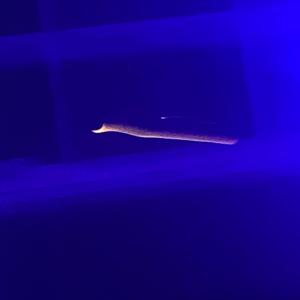 808 Start 2 + 1230.4 + 1101pm + 02+13+2025 + 2/18/2025 + 7.05 PM (Remastered)