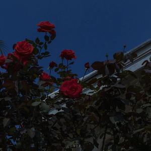 Turn faith into fog, indulge in the stars.