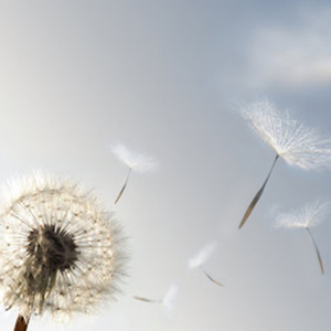 Pusteblume (Instrumental)