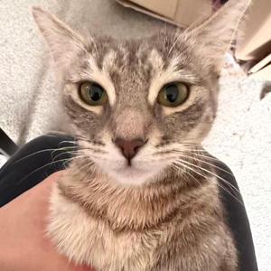 愛你但說不出口 (Cover) (feat. KCheung)