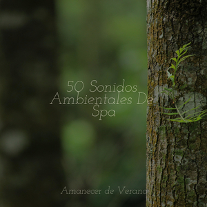 Sinfonía Submarina Eleva