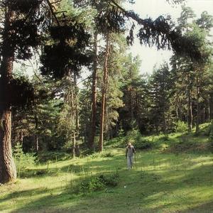 Defoliated Clouds Germinate Through The Sky