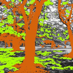 ビロードのアラビカ