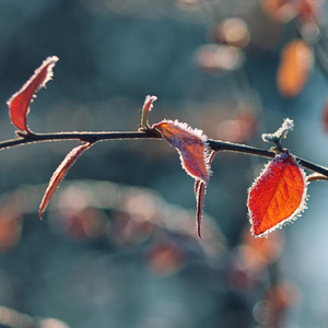 The Only One in My Heart