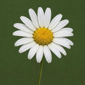Daisy