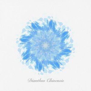 Dianthus Chinensis（苍月草）