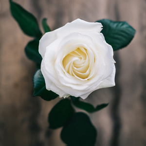 힘들면 내게 기대요