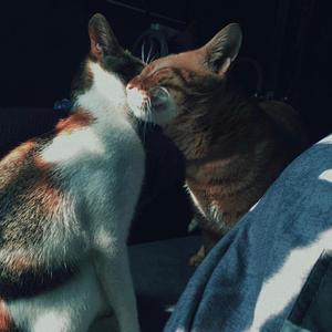 nothing (feat. demxntia & yung van)