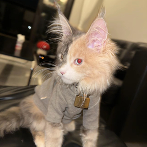 2026年 三只小猪猪.儿童新儿歌