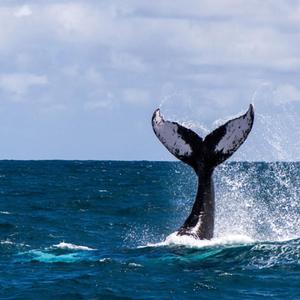 爱你—黄景瑜生贺曲