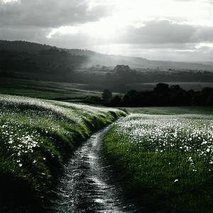 Whispers of the Quiet Grove